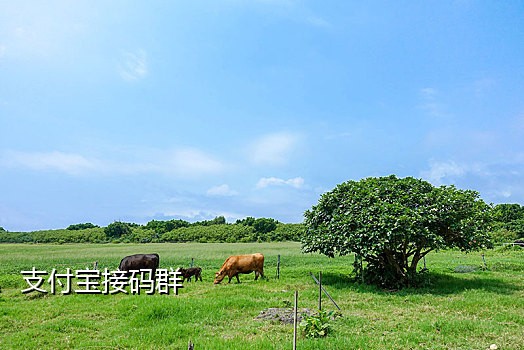 抖音接码兼职是真的吗