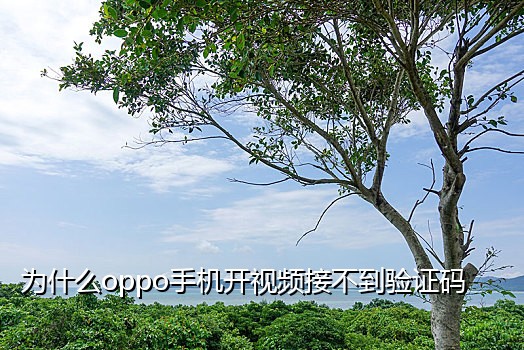 卡农接码平台 知乎