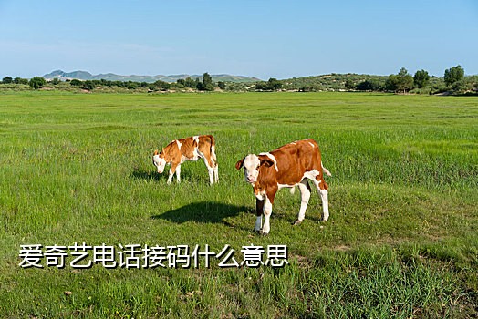 接码新手机号