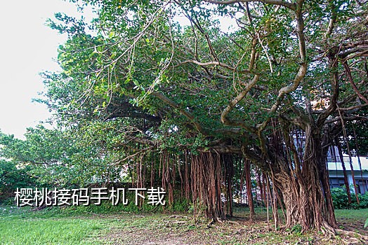 接短信验证码网页