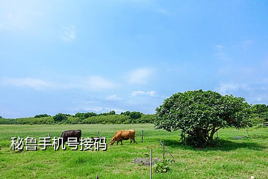 接别人手机号验证码