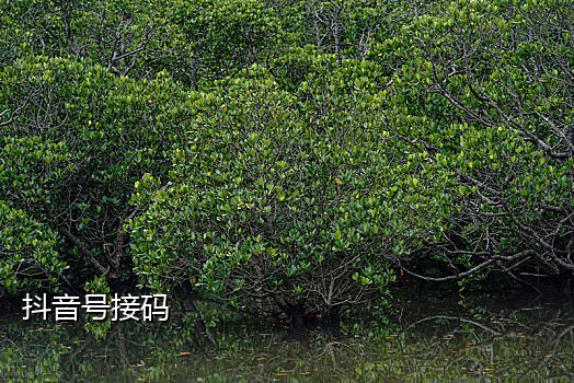 抖音接码自动