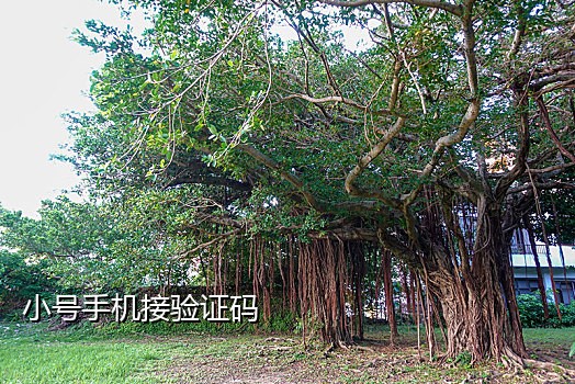 闲鱼接码解封
