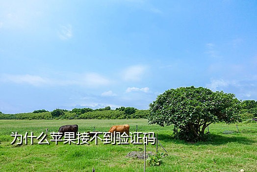 微信授权可以不接验证码吗