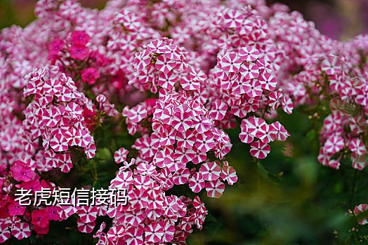 手机接不到验证码安卓