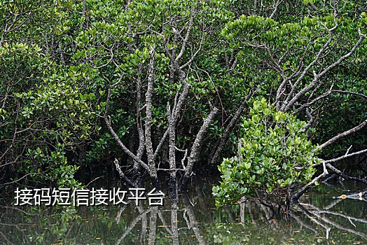 子腾手表接不了短信验证码