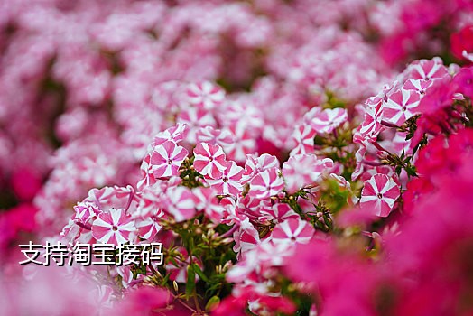 微信短信接码平台