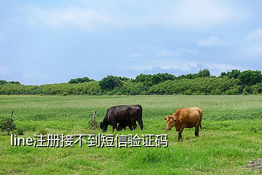 美国快手接码平台