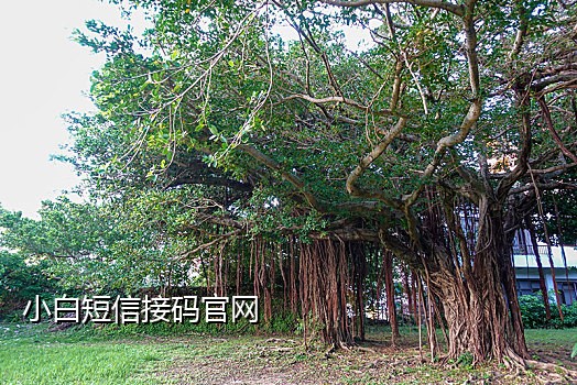 快手绑定接码软件