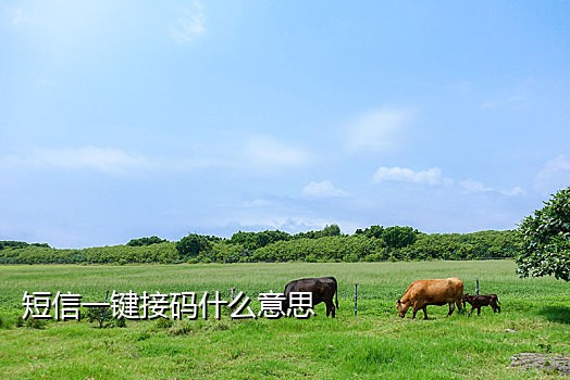 接验证码短信卡