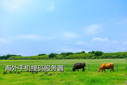 接码平台能接微信短信吗?