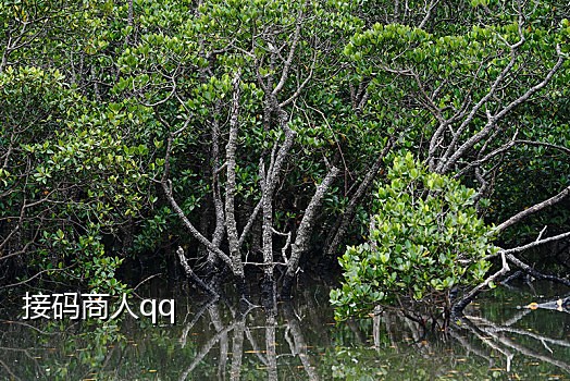 饿了么接码来干嘛