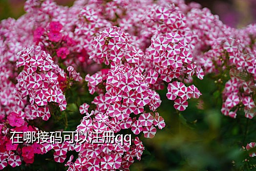 淘宝新用户接码