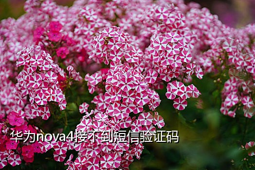 手机老接不到验证码