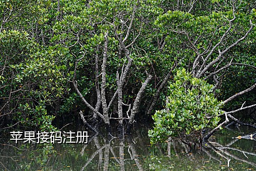 wechat注册接码平台