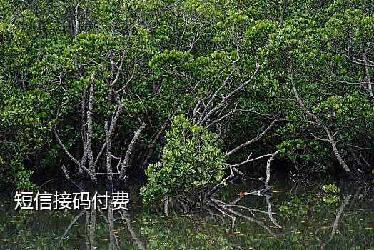 淘宝接码是做什么