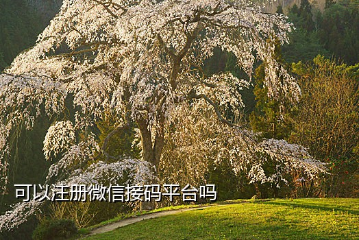 台湾短信接码软件是什么