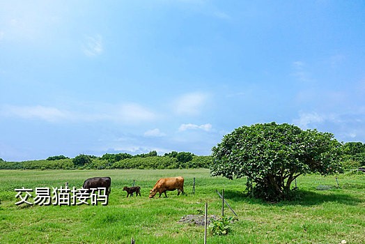 手机接码具体怎么操作的呀