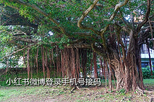 谁有soul接码渠道