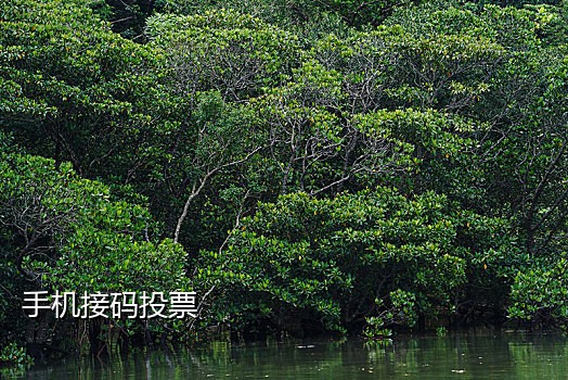短信在线接码网站