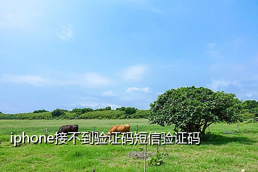 短信接码网站哪个好用