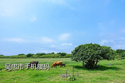 咸鱼充接码爱奇艺