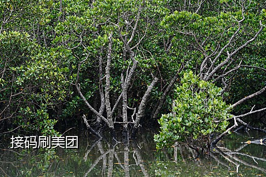 手机接码平台大全2021