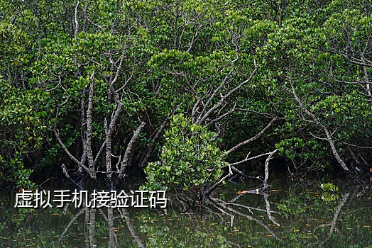 接码陌陌注册短信平台