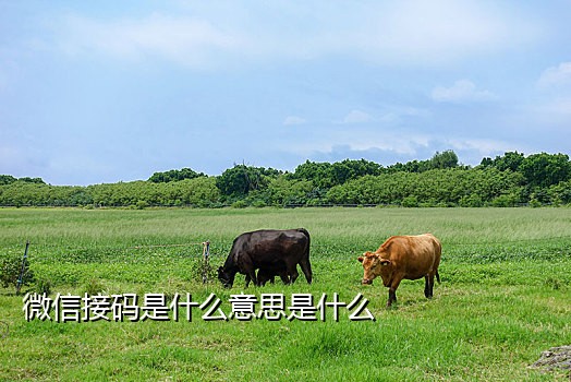 接码抖音能行不