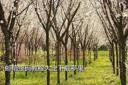 免费接码短信云平台app