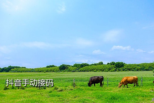 抖音接码发码平台