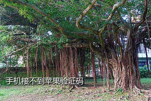 电话短信接码