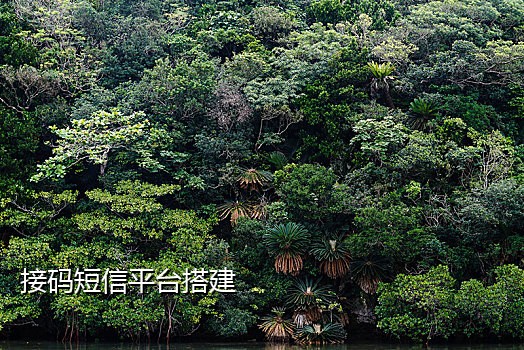 爱码接码没有手机号