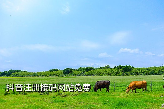 一次性手机号接验证码