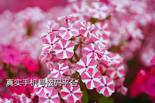 悟空接码接不到短信