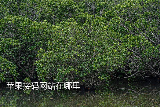 那个接码可以微信充值