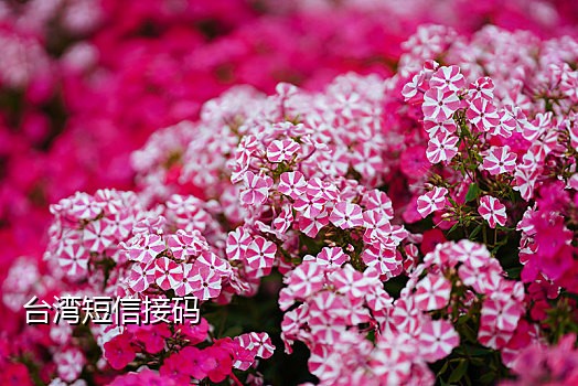 哪个接码平台有支付宝