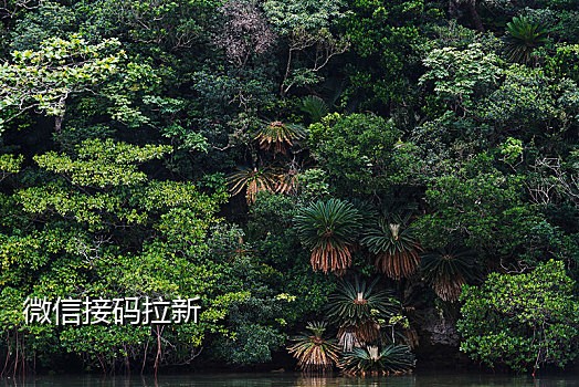 美国手机号接码怎么弄