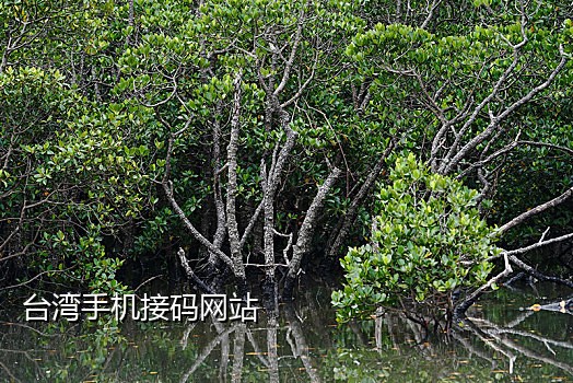 临时接短信验证码