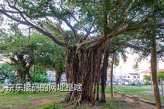 可以接码的手机平台