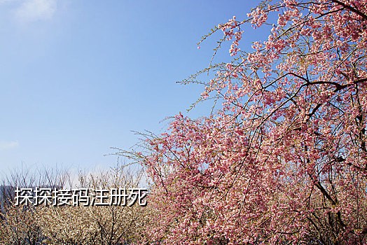 聚码接码能注册淘宝吗