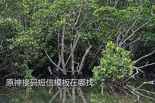 接码注册支付宝