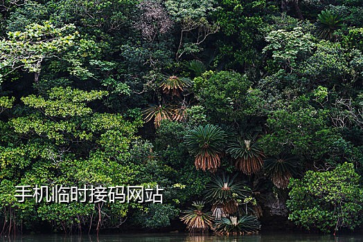 用手机号给别人接码