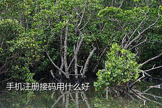 手机号接码收短信