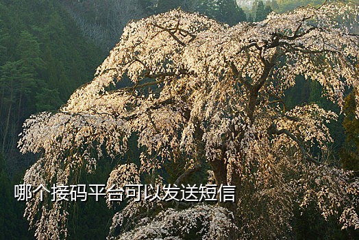 手机app注册接码平台操作