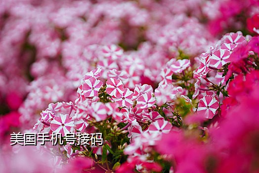 接码平台 qq注册
