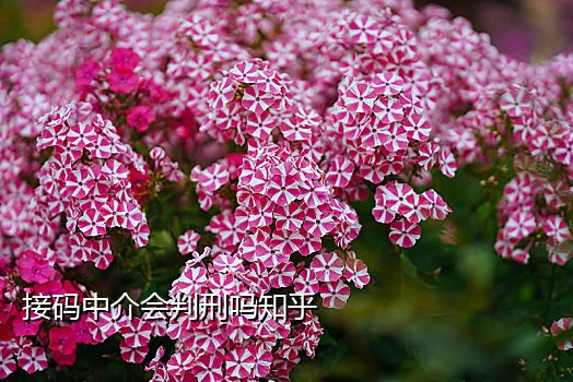 德芙云接码短信