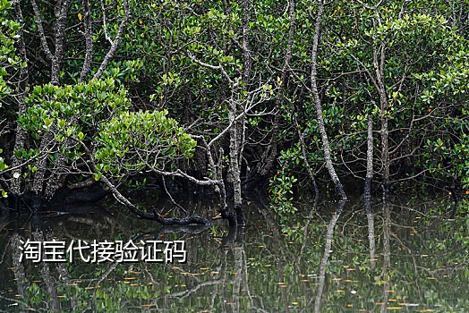 蝙蝠接码是什么