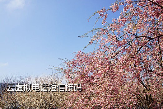 微信免费接码平台