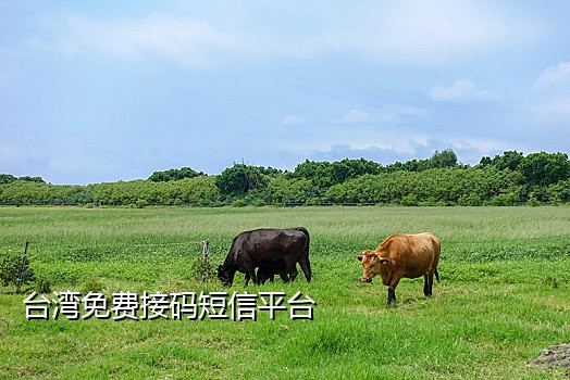 淘宝接码视频